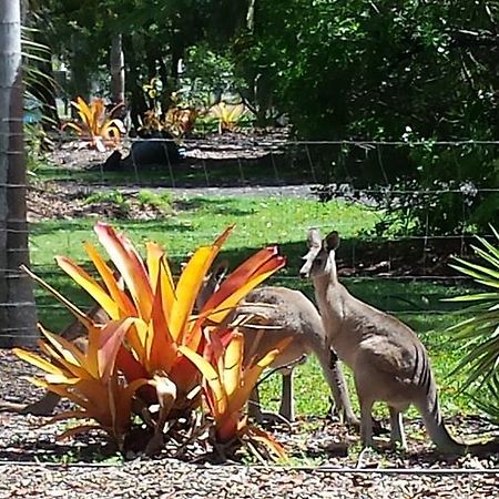 Bluegrass Bnb Bed and Breakfast Bundaberg Exteriör bild