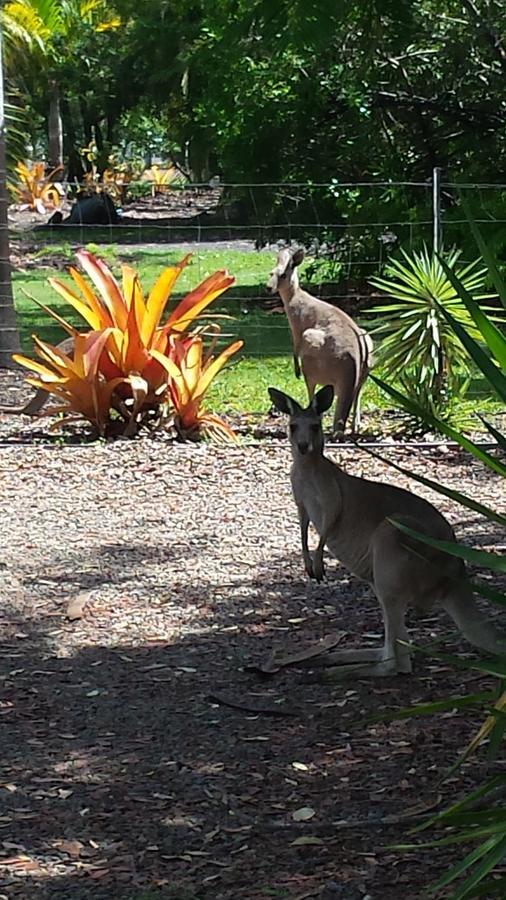 Bluegrass Bnb Bed and Breakfast Bundaberg Exteriör bild