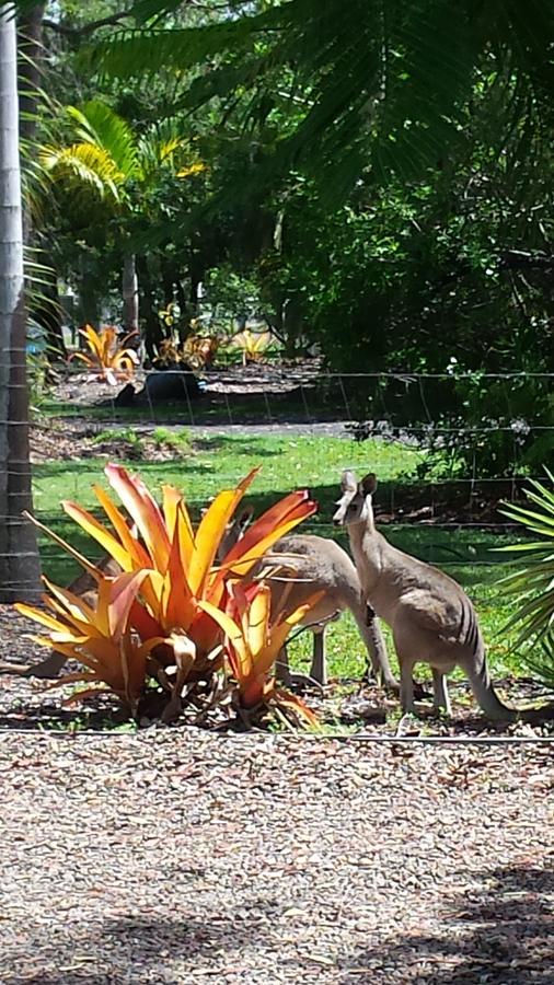 Bluegrass Bnb Bed and Breakfast Bundaberg Exteriör bild